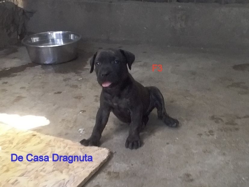  - Vand pui Dogo Presa Canario Giurgiu pedigree Canisa 2020
