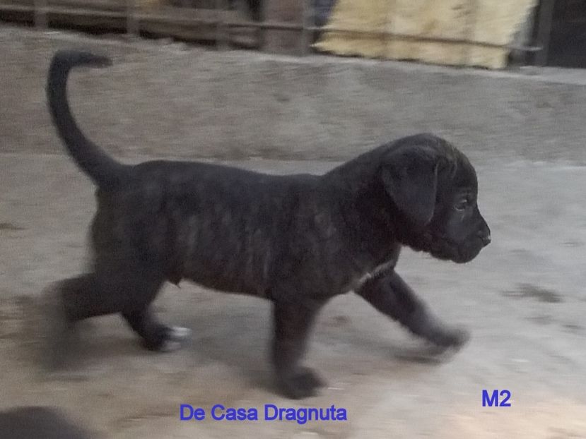  - Vand pui Dogo Presa Canario Giurgiu pedigree Canisa 2020
