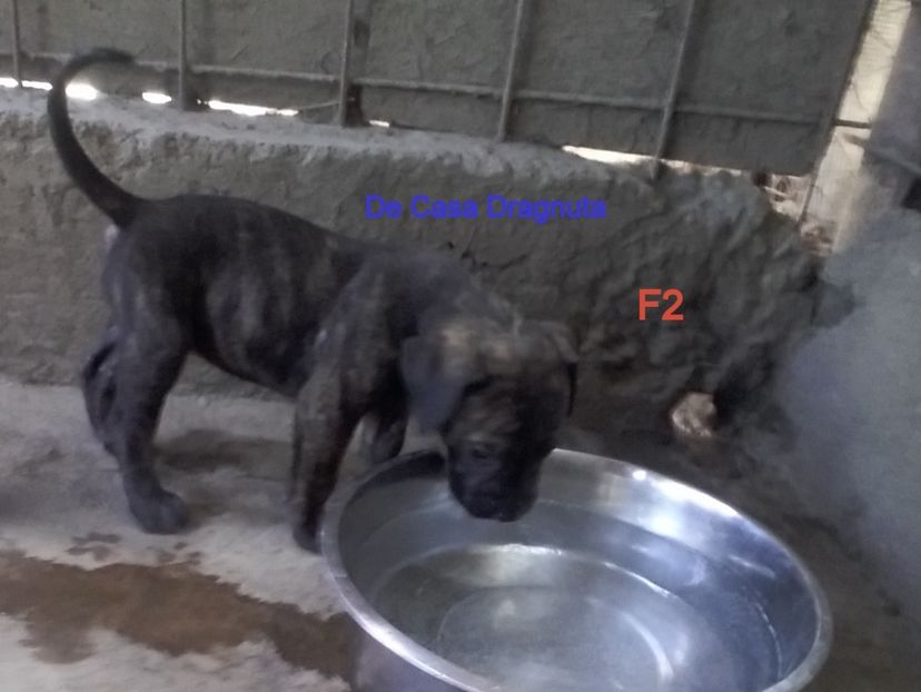  - Vand pui Dogo Presa Canario Giurgiu pedigree Canisa 2020