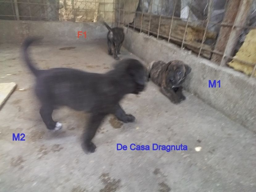  - Vand pui Dogo Presa Canario Giurgiu pedigree Canisa 2020