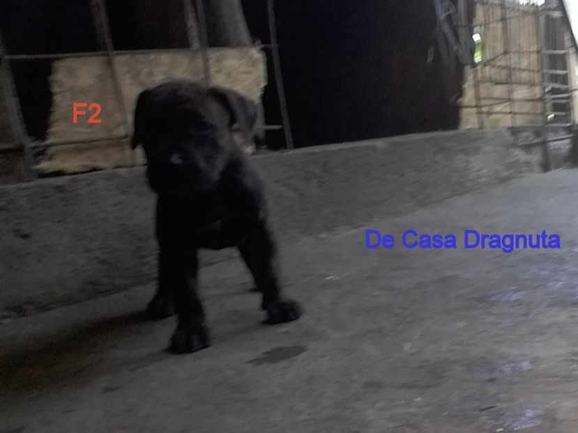  - Vand pui Dogo Presa Canario Giurgiu pedigree Canisa 2020