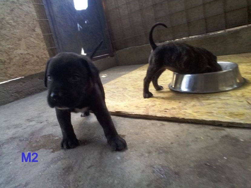  - Vand pui Dogo Presa Canario Giurgiu pedigree Canisa 2020