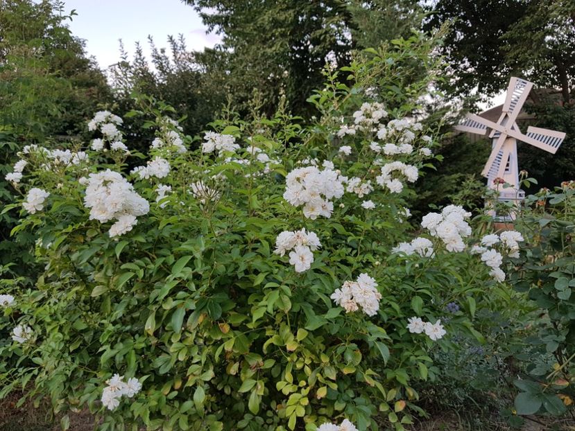  - 2020 Vara_Idilic Garden