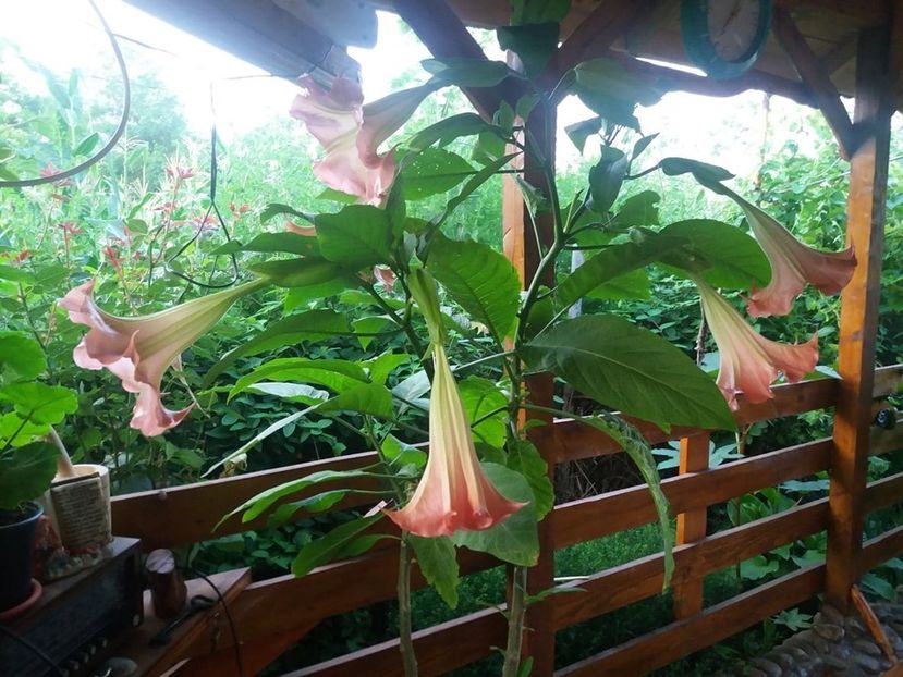  - Brugmasia si datura