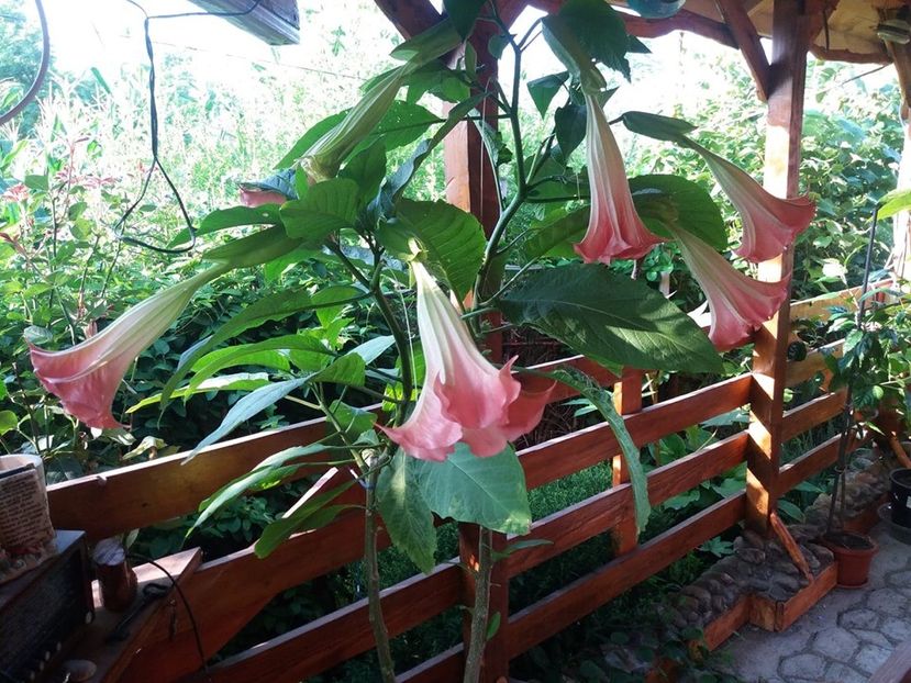  - Brugmasia si datura