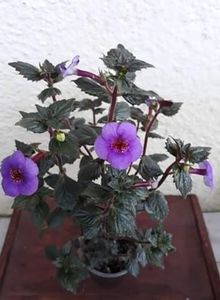  - 0001 2022 - Big Bang