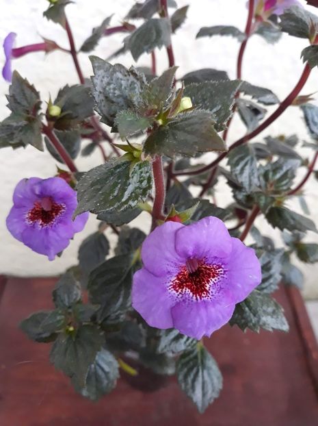  - 0001 2022 - Big Bang