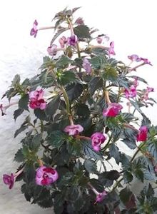  - R20 - CHERRY BLOSSOM