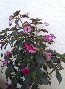  - R20 - CHERRY BLOSSOM