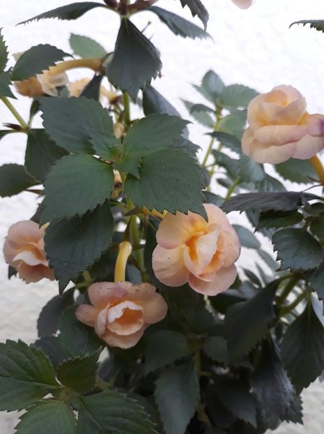  - 0001 2022 - RF s Tropicana