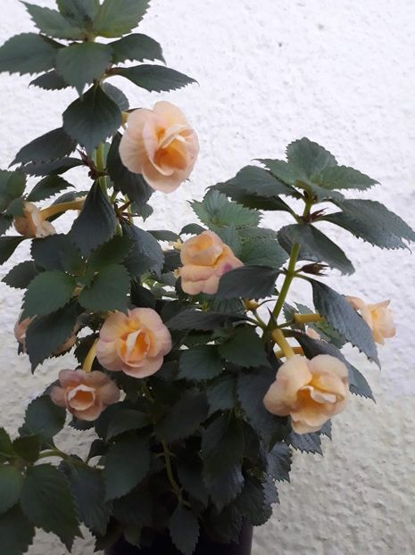  - 0001 2022 - RF s Tropicana