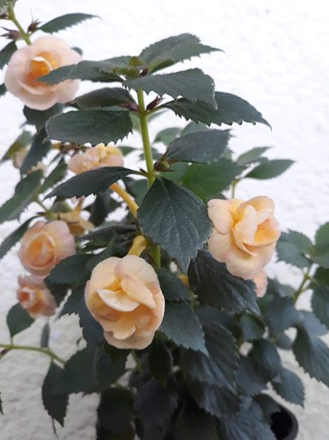  - 0001 2022 - RF s Tropicana