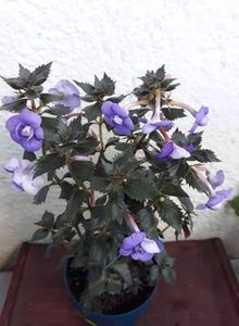  - 001 2021 - Vie en Bleu