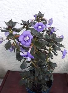  - 001 2021 - Vie en Bleu