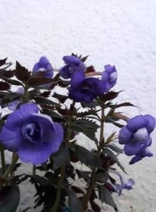  - 001 2021 - Vie en Bleu