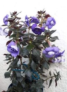  - 001 2021 - Vie en Bleu