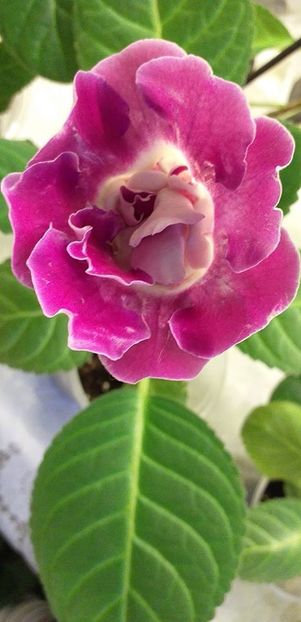 117108894_3143065622441485_3583574097871766486_o - Gloxinia 2020