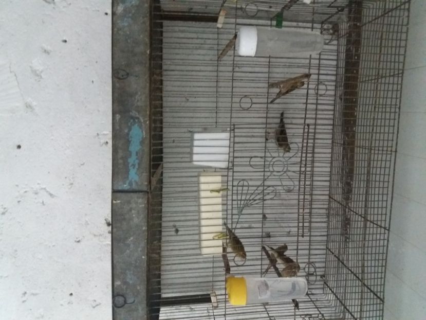  - pui hibrizi petrusi 2020