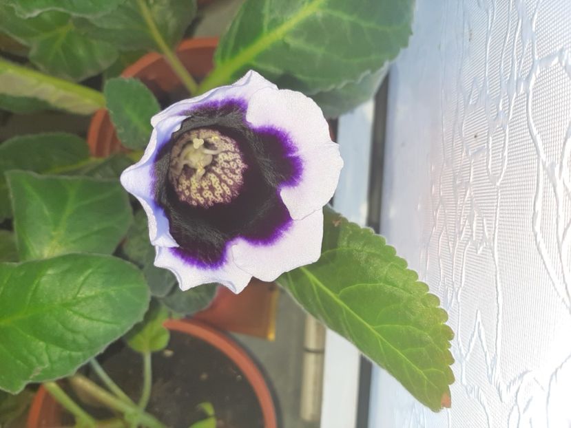  - Florile mele iulie 2020