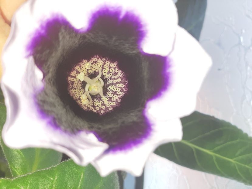  - Florile mele iulie 2020