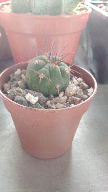 G. spegazzinii var. horizonthalonium VS107 - Gymnocalycium