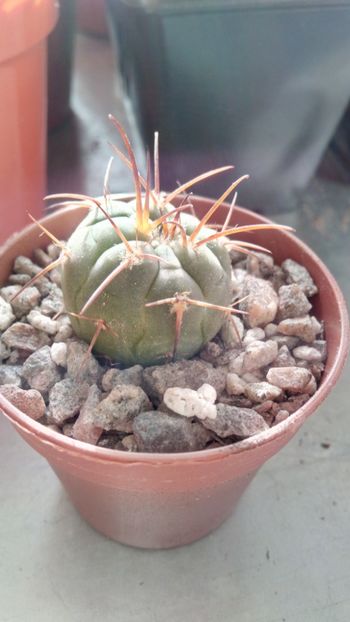 G. spegazzinii var. horizonthalonium VS107 - Gymnocalycium