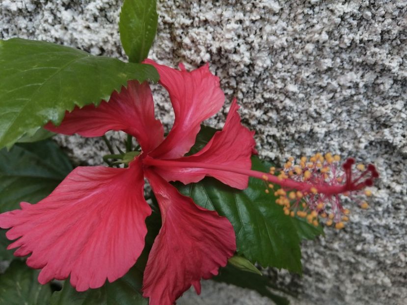  - Hibiscus