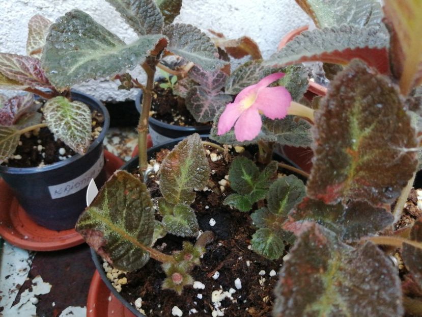  - Episcia