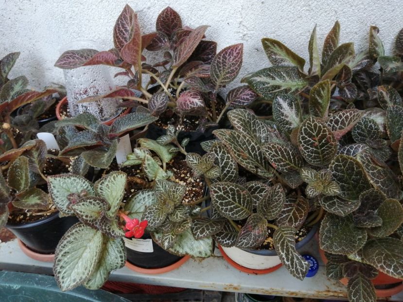  - Episcia