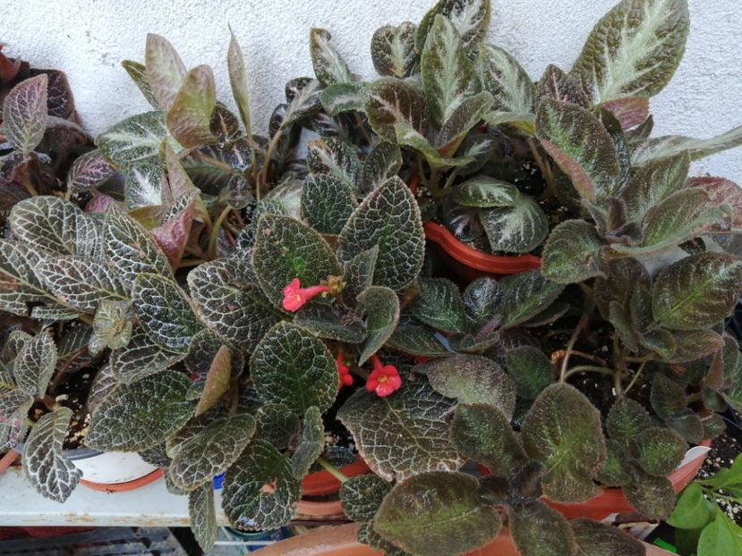  - Episcia