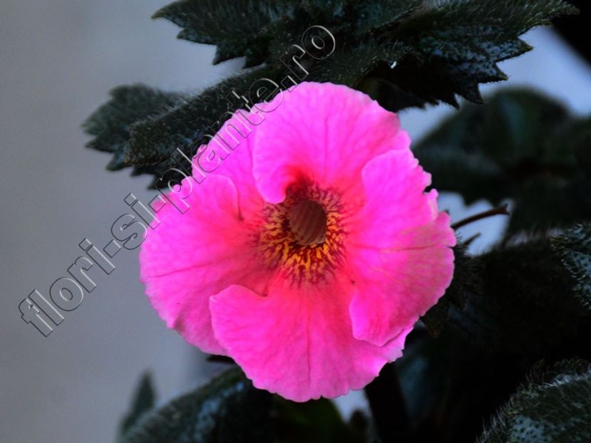 Achimenes Arletta Pink - ACHIMENES III