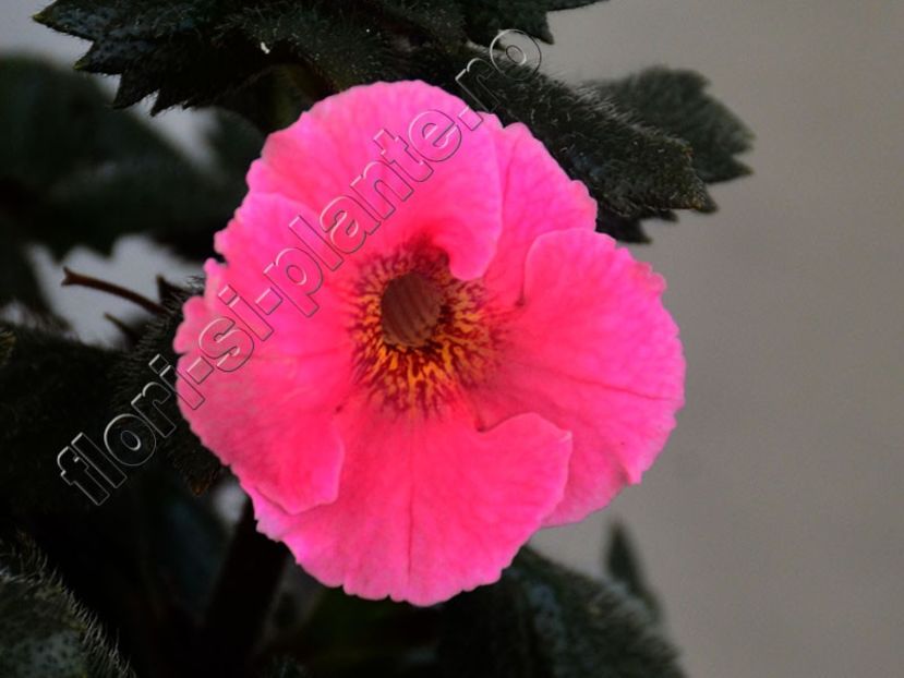 Achimenes Arletta Pink - ACHIMENES III