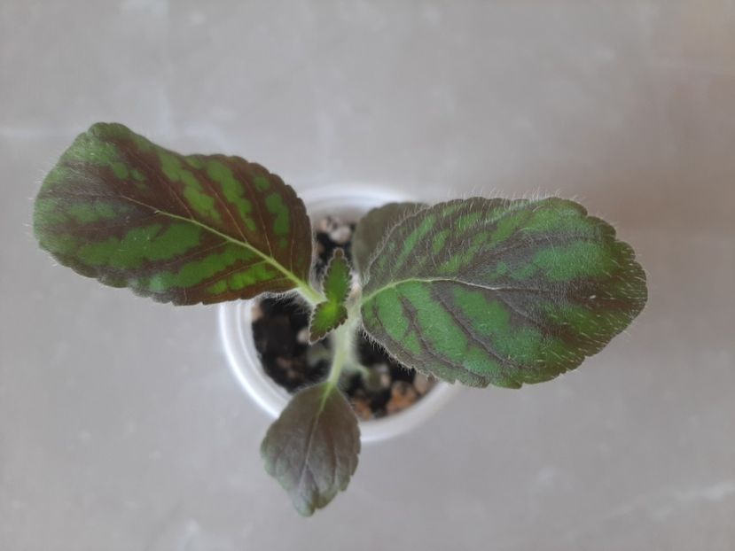 Kohleria Elvira 15 rez - 8 Rez voineamadalina