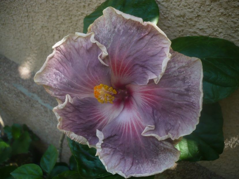 01.08.2020 - HIBISCUSI 2020-2