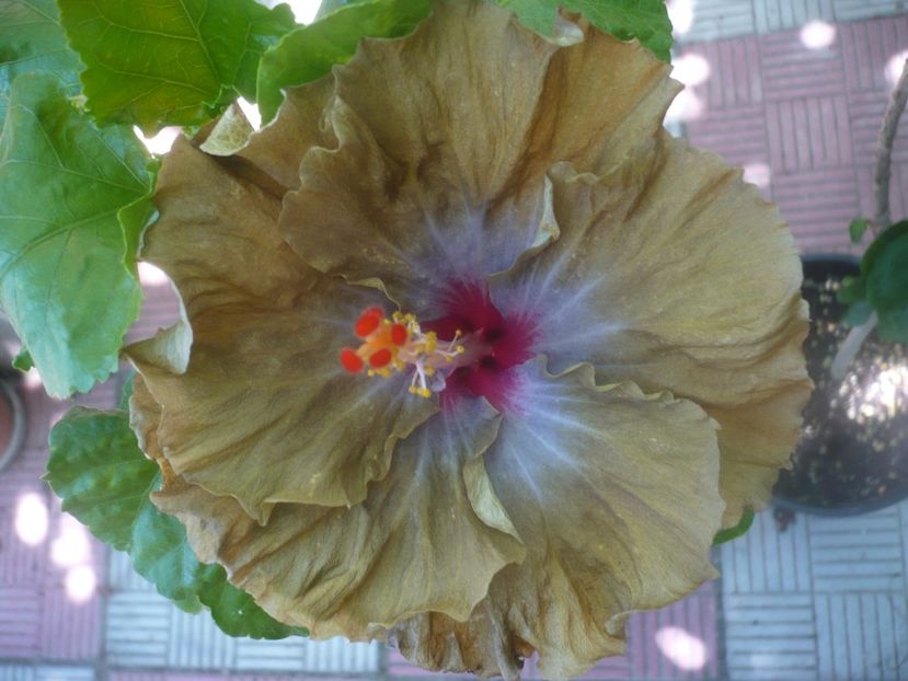 P1450289 - HIBISCUSI 2020-2