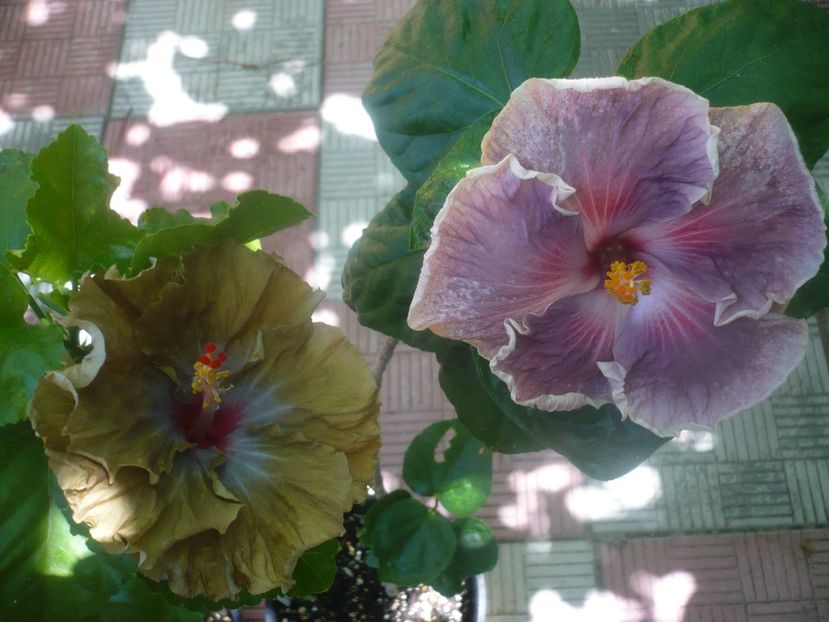 P1450290 - HIBISCUSI 2020-2