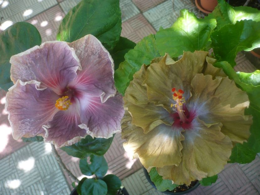 P1450291 - HIBISCUSI 2020-2
