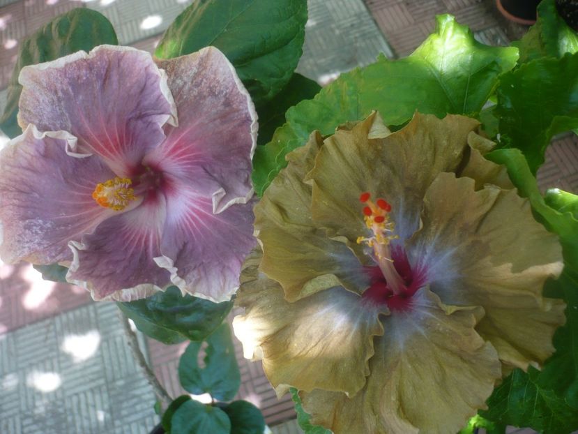 P1450292 - HIBISCUSI 2020-2