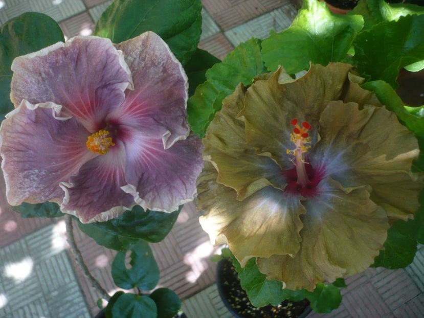 P1450294 - HIBISCUSI 2020-2