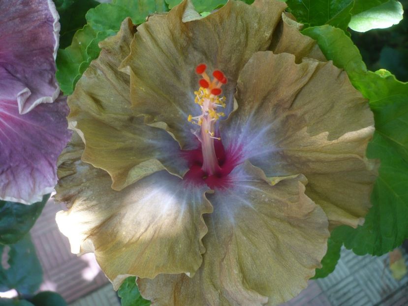 P1450295 - HIBISCUSI 2020-2