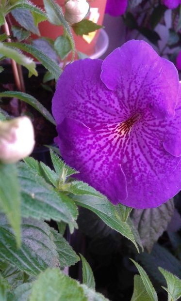  - 000015ACHIMENES