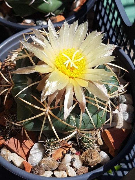 Coryphanta sulcolanata-floarea 2 - Cactusi si suculente 2020-2021-2022-2023- 2024-2025