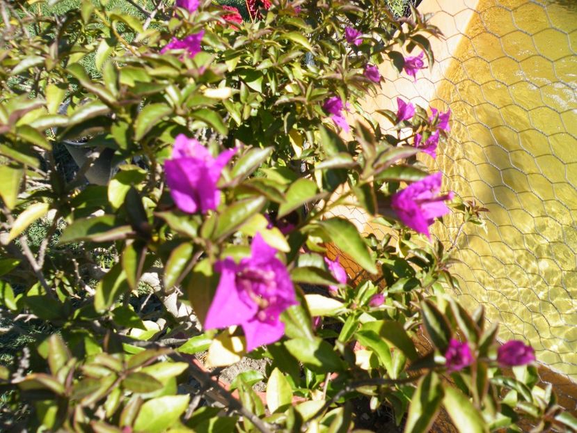 bougainvillea glabra - 2020