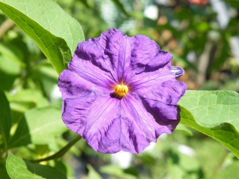 solanum royal robe - 2020