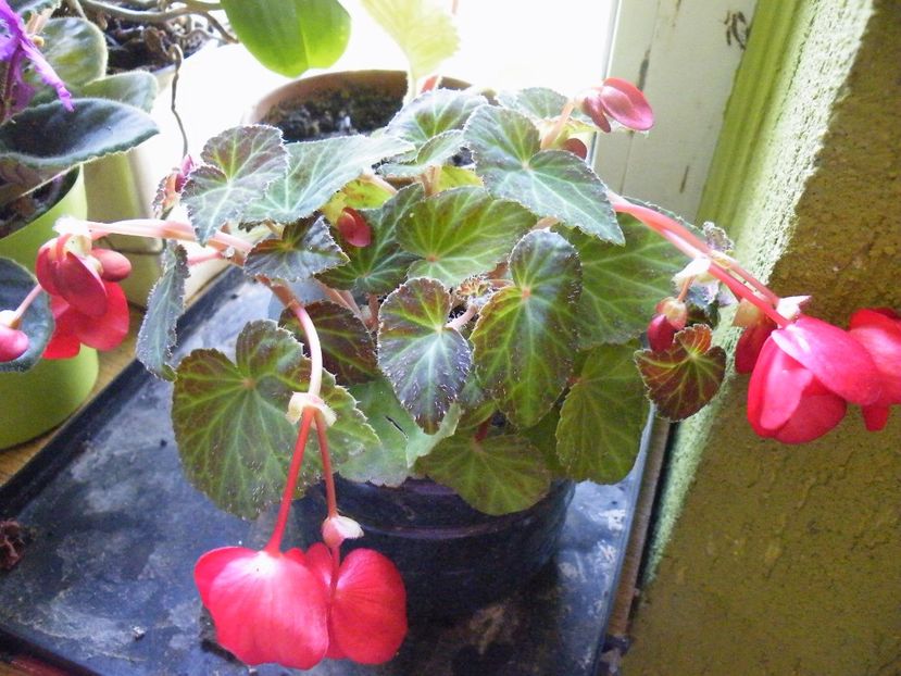 begonia neidentificata?? - 2020