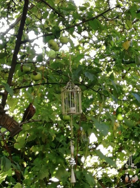  - Grădina 2020 continuare 1