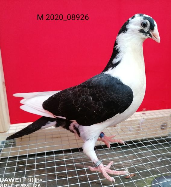  - porumbei care mi-au apartinut