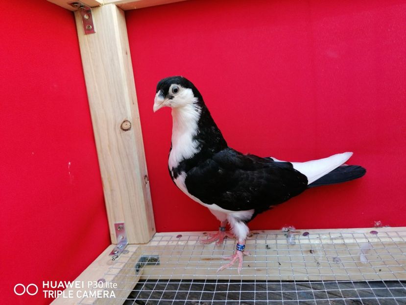  - porumbei care mi-au apartinut