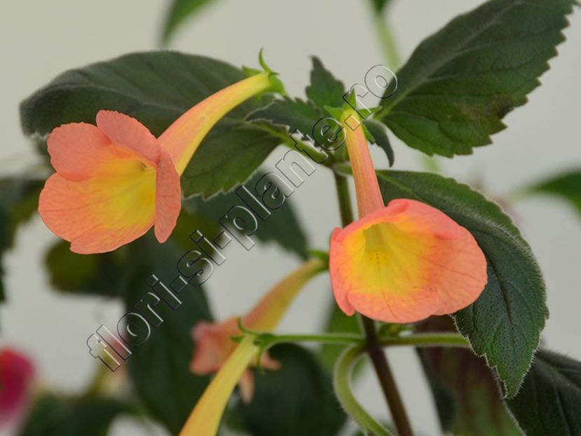 xAchimenantha Helena - ACHIMENES III