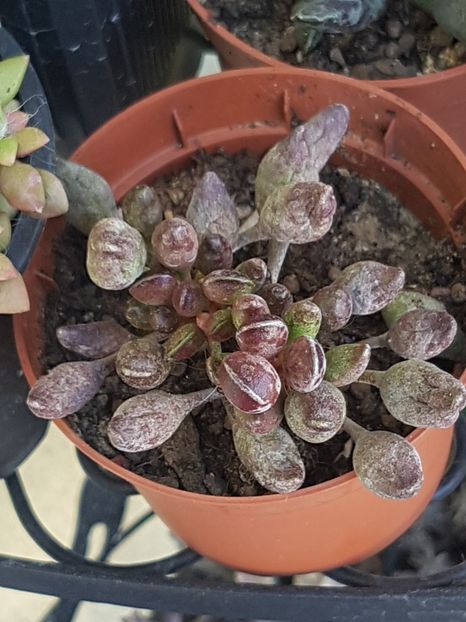 Adromischus clavifolius - Adromischus